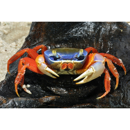 Krab tęczowy - Cardisoma armatum